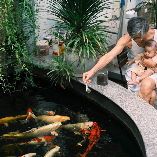 Top 5 Stunning Koi Pond Designs & Ideas for Your Garden in Malaysia